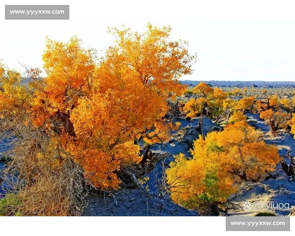 秋日阿勒泰，那束橙色的暖光